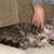 Rehoming male tabby cat 4 thumbnail