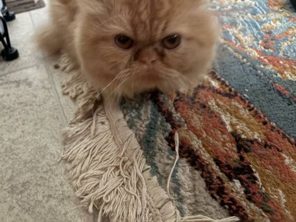 Persian cat (Kinston)64210261969539121