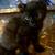 American Curl (Alpine) Kittens 18 thumbnail