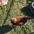 Chickens 1 thumbnail