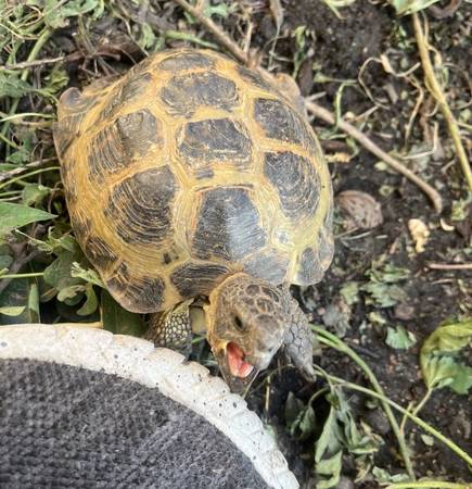 Russian tortoise63671573283459121
