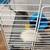 Hamster with Cage and Accessories 2 thumbnail
