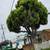 Tree service 1 thumbnail