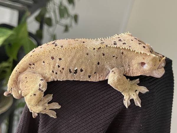 Crested Gecko Macho63679675300097121