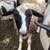 Commercial Dorper ewe 2 thumbnail