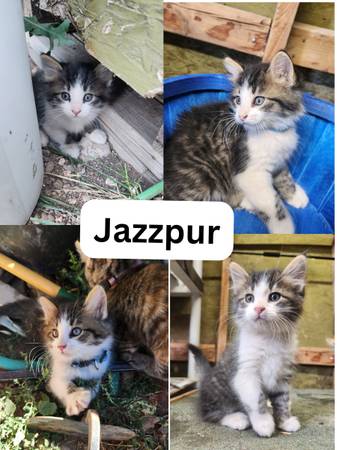 ? Sweet Kittens Looking for Loving Homes ? (Beaver)63945150673411122