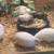 Breeding for White Button Quail Hatching Eggs 1 thumbnail