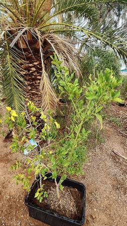 lemon and jujube trees 1