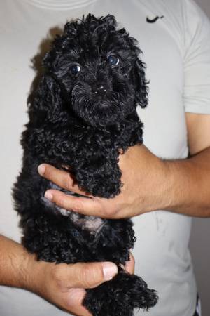 Mini goldendoodles (Tomball)63859313243267122