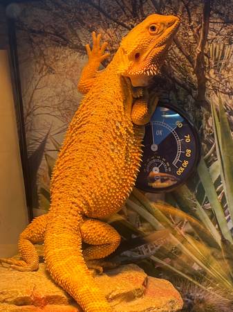 Bearded Dragon 1