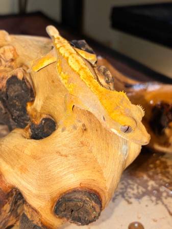 Crested Geckos (Lee's Summit)63903228019330124