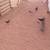 Bantam Chickens 1 thumbnail