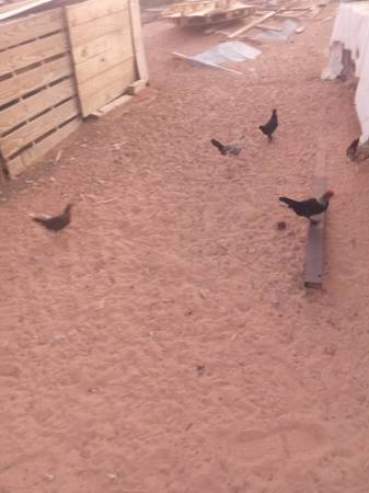 Bantam Chickens 1