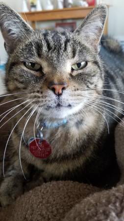 Gato perdido negro y marrón con rayas negras (Ankeny)63671554626819122