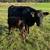 Wagyu cattle 10 thumbnail