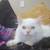 Himalayan persian kittens 6 thumbnail