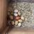 Egg laying Hens 7 thumbnail