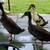Runner Ducks Quartet 2 thumbnail