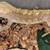 Crested Gecko 4 thumbnail