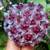 HOYA PUBICALYX HAWAIIAN PURPLE 1 thumbnail