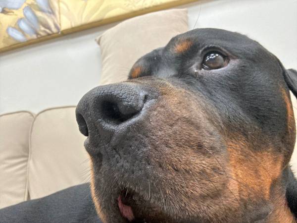 Macho Rottweiler de dos años (Isla de Staten)63280405561729122