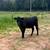 Angus X yearling heifer 1 thumbnail