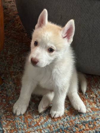 Husky puppy (Burbank)63913839981442123