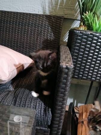Kittens for adoption (richmond / point / annex)63995016839555121