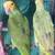 Amazon yellow head parrots 7 thumbnail
