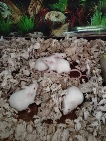 ratones para alimentar o mascotas (pensacola)63836590016129120