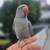 Indigo violet indian ringneck  tame 2 thumbnail