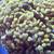 Saltwater Corals - SPS, Torches, Hammers, RODI, Saltwater 3 thumbnail