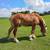 4 yr old sorrel Belgian Gelding rides & drives 5 thumbnail