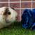 Guinea pig Male (Savethepetz) 7 thumbnail
