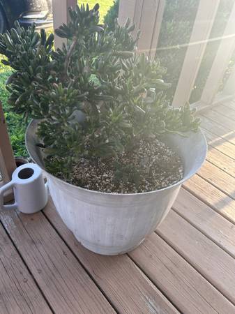 Jade bonsai- huge in pot 1