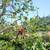 `☆`Stump Grinding`☆` Palms Trimming `☆` Tree Removed `☆` Tree Trimming 20 thumbnail