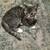 Kitten looking for lifetime soulmate 1 thumbnail