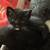 Kittens to good homes 8 thumbnail
