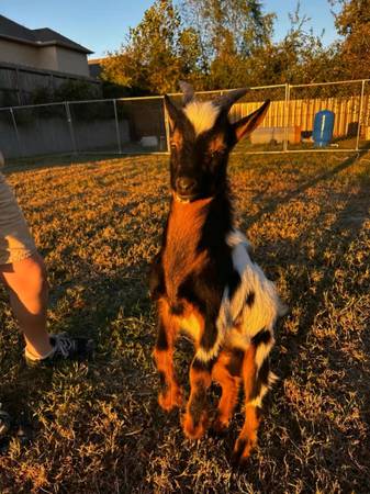 Nigerian dawrf goat 1