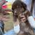 Standard Aussie puppies 3 thumbnail