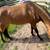 AQHA Stallion Services 4 thumbnail