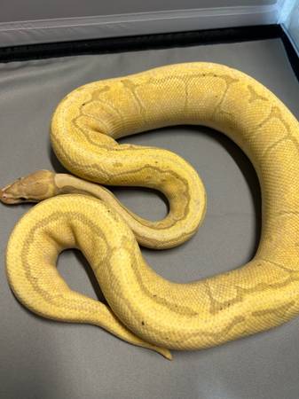 Rehoming ball python morphs (Southington CT)63873145307649124