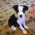Australian Shepherd Border Collie Mix Puppies 1 thumbnail