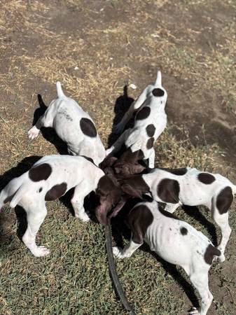 Cachorros de pelo corto alemán (Hanford)63695922189313124