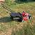 CRAFTSMAN GAS LAWN MOWER FWD 1 thumbnail