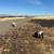 Nigerian goats 5 thumbnail
