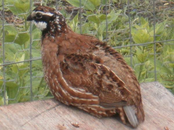 Jumbo Bob White Quail 1