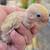 Newborn Hand Raised Lovebirds 5 thumbnail