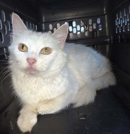 Pure white fluffy cat 1