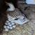 Heritage Breed Silver Appleyard Ducklings unsexed 2 thumbnail